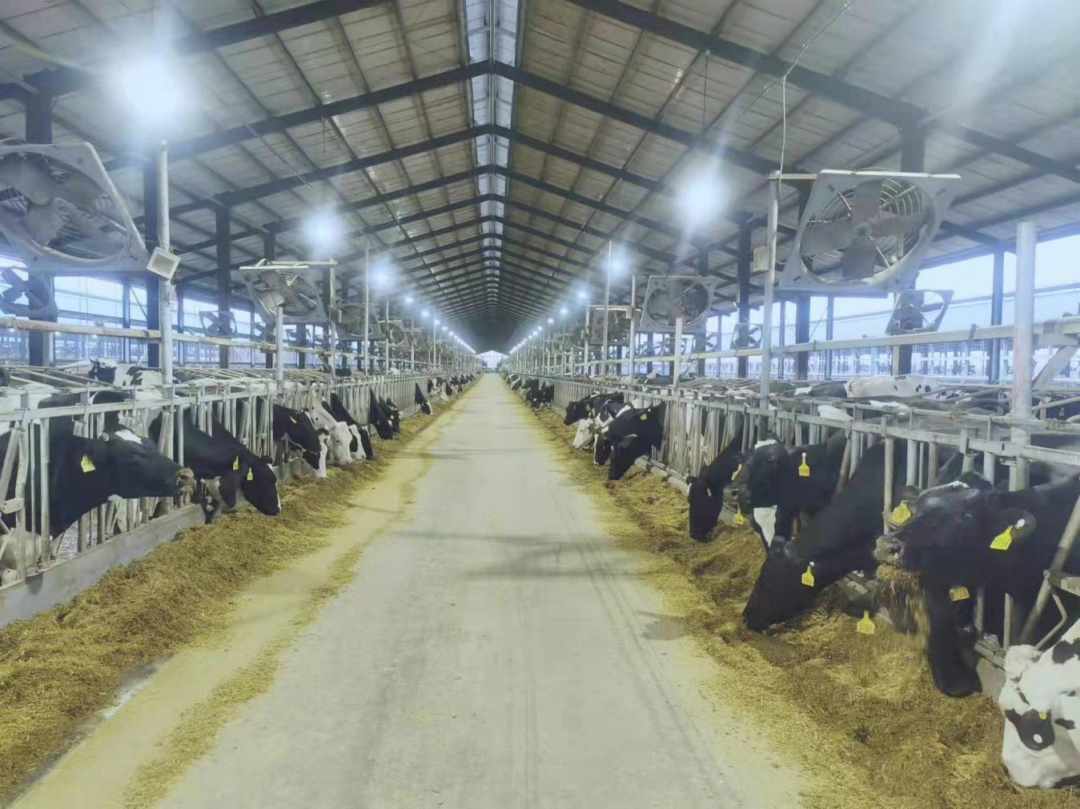 北京大學(xué)南南合作與發(fā)展學(xué)院教授、全球伙伴關(guān)系主任周詠梅一行蒞臨花花牛平輿瑞亞牧業(yè)參觀調(diào)研