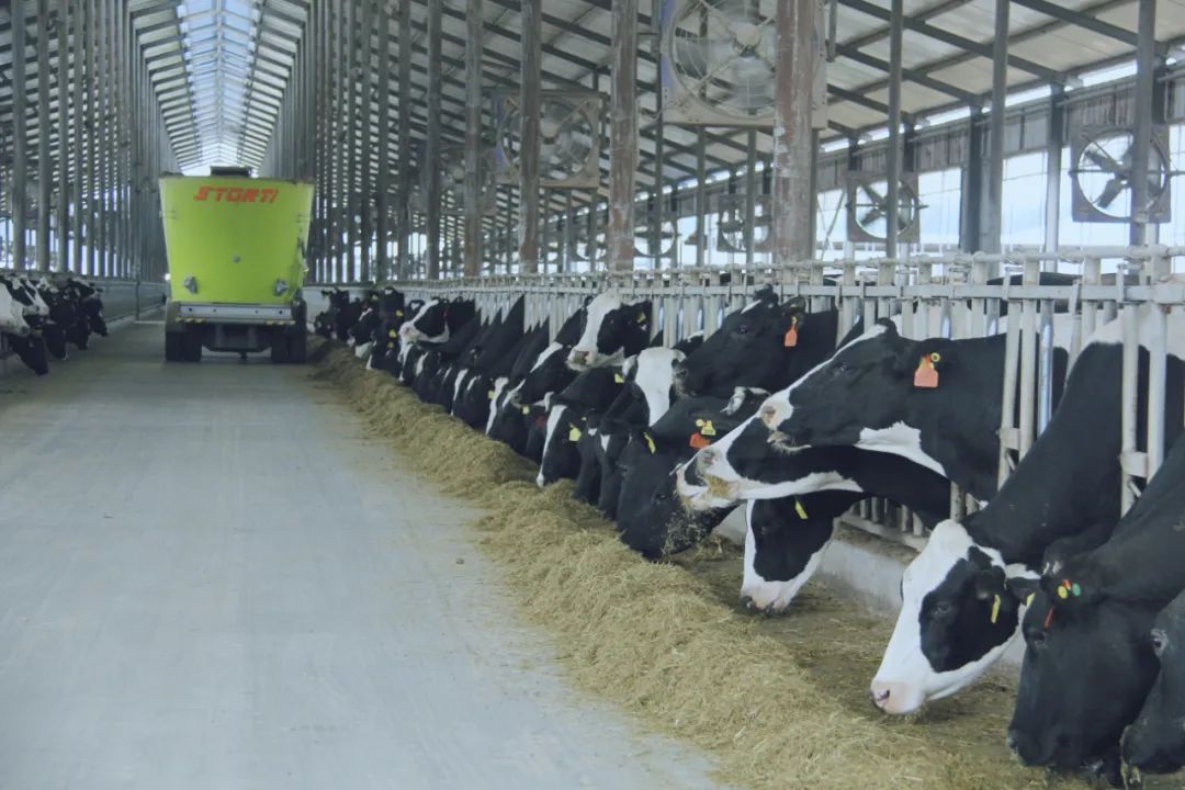 花花牛丨駐馬店市遂平縣政協(xié)黨組書記、主席張衛(wèi)東一行蒞臨花花牛魯山瑞亞牧場參觀