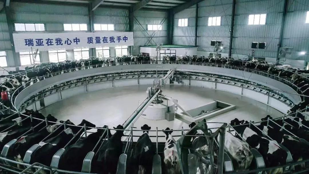 花花牛丨駐馬店市遂平縣政協(xié)黨組書記、主席張衛(wèi)東一行蒞臨花花牛魯山瑞亞牧場參觀