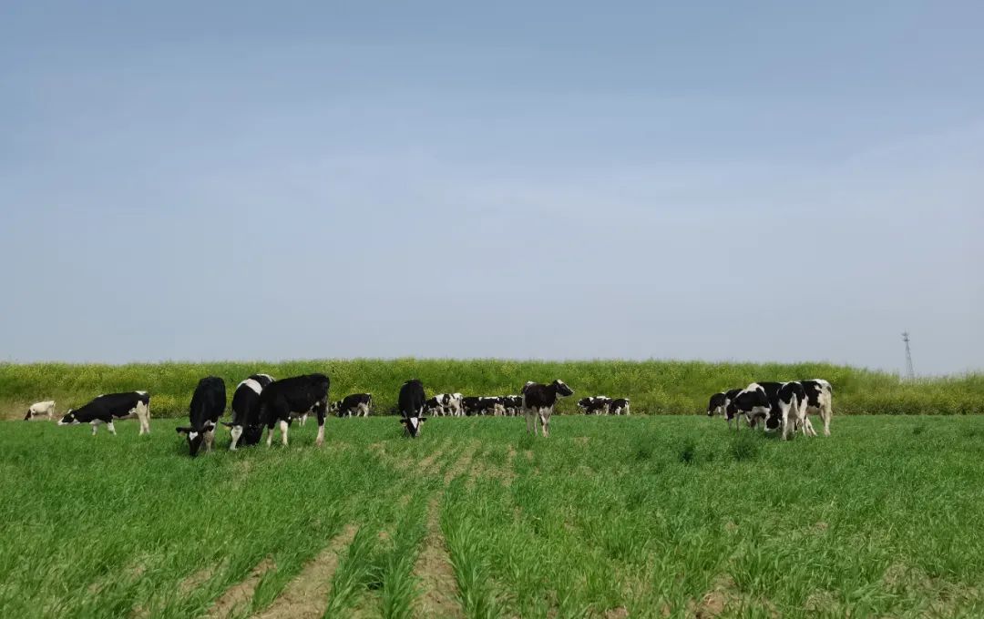 繼往開(kāi)來(lái) · 再創(chuàng)輝煌 | 花花牛乳業(yè)集團(tuán)召開(kāi)9月?tīng)I(yíng)銷、養(yǎng)殖及飼料月度經(jīng)營(yíng)工作會(huì)議