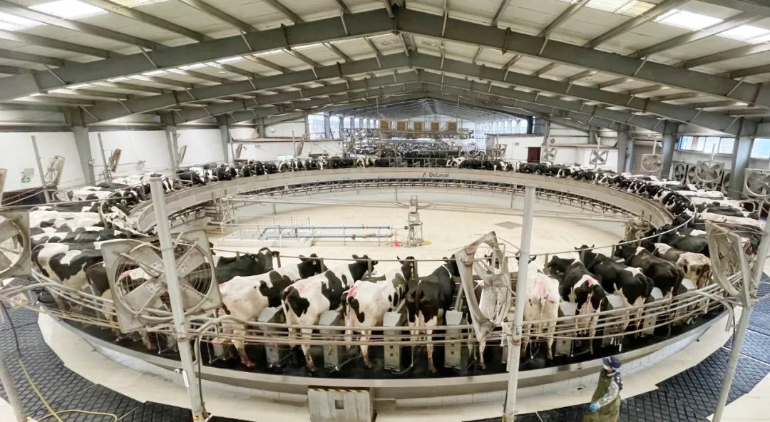 凝心聚力·贏創(chuàng)未來(lái) | 花花牛乳業(yè)集團(tuán)召開(kāi)營(yíng)銷(xiāo)、養(yǎng)殖及飼料經(jīng)營(yíng)工作會(huì)議