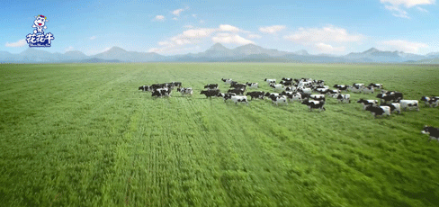 榮譽(yù) | “百家牛場青貯質(zhì)量評鑒活動(dòng)”花花牛新蔡瑞亞牧業(yè)、河南合源乳業(yè)分別榮獲一、三等獎(jiǎng)