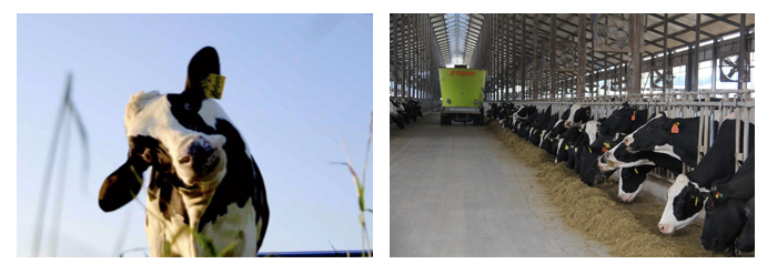 榮譽(yù) | 2019年度河南省美麗牧場名單新鮮出爐 花花牛乳業(yè)集團(tuán)旗下六個(gè)牧場榜上有名 榮譽(yù) | 2019年度河南省美麗牧場名單新鮮出爐 花花牛乳業(yè)集團(tuán)旗下六個(gè)牧場榜上有名