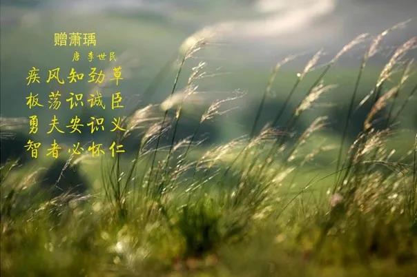 花花牛 | 疾風(fēng)來(lái)臨，你是不是勁草？